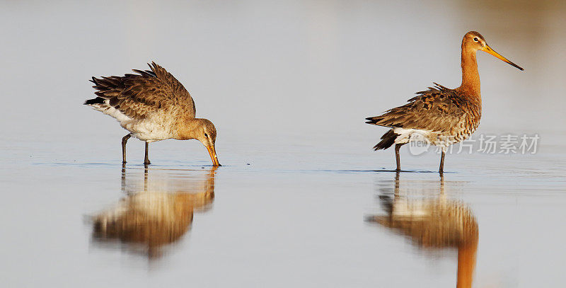 黑尾白鲸(Limosa Limosa)配对